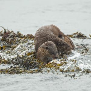   Pair of Otters DM2089