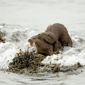   Pair of Otters DM2090
