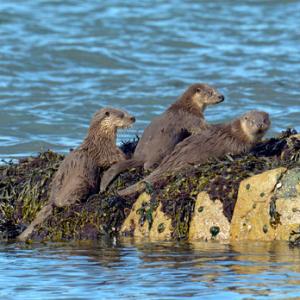   Pair of Otters DM2091
