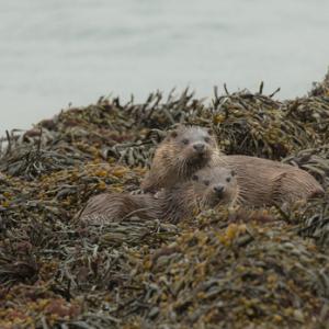  Pair of Otters DM2107