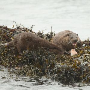   Pair of Otters Feeding DM2092