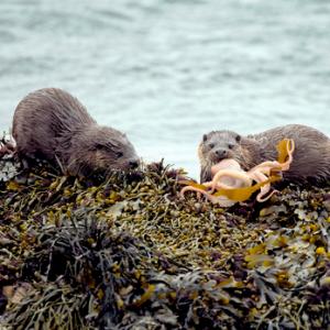   Pair of Otters with a Octopus DM2093