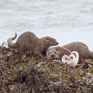   Pair of Otters with a Octopus DM2094