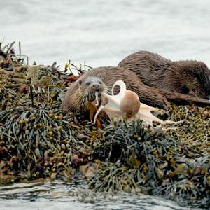   Pair of Otters with a Octopus DM2095