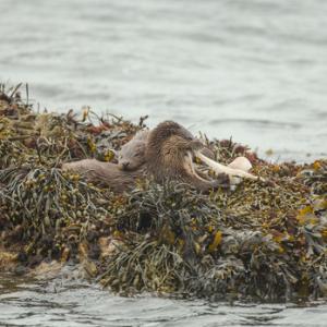   Pair of Otters with a Octopus DM2097