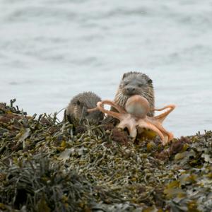  Pair of Otters with a Octopus DM2106