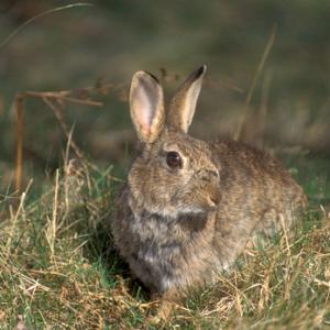 Rabbit 3 DM0254