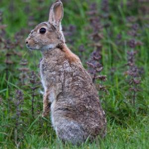 Rabbit DM1163