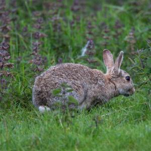 Rabbit DM1164