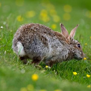 Rabbit DM1165