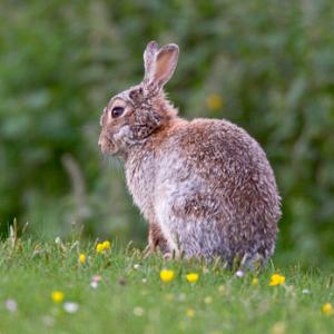 Rabbit DM1166