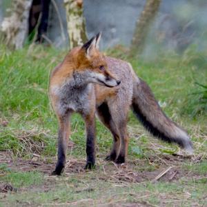 Red Fox 2 DM0249