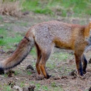 Red Fox 3 DM0255