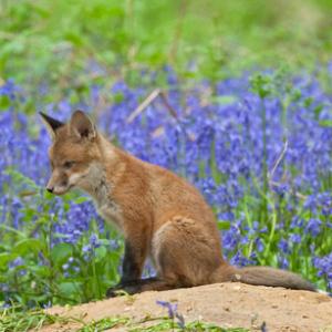 Red Fox Cub 4 DM0260