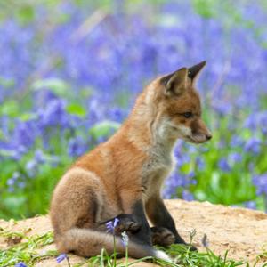 Red Fox Cub 5 DM0263