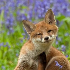 Red Fox Cub 6 DM0266
