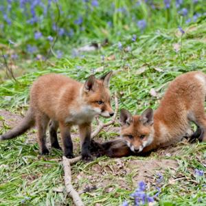 Red Fox Cubs 3 DM0256