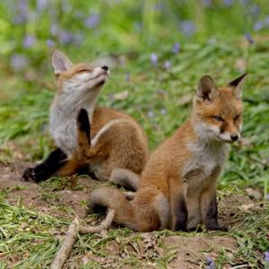 Large Mammals
