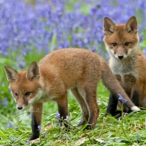 Red Fox Cubs 5 DM0264