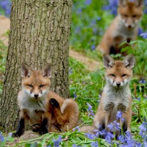 Red Fox Cubs 6 DM0267