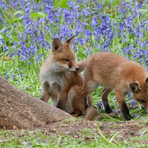 Red Fox Cubs 7 DM0268