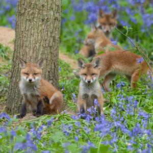 Red Fox Cubs 8 DM0269