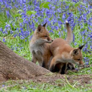 Red Fox Cubs 9 DM0270