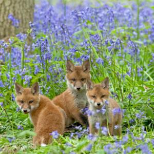 Red Fox Cubs DM0279