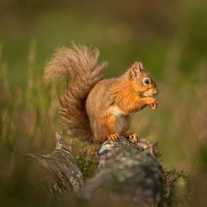 Red Squirrel DM2128