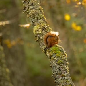 Red Squirrel  DM2129