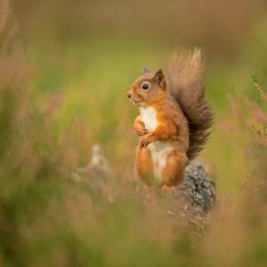 Red Squirrel DM2130