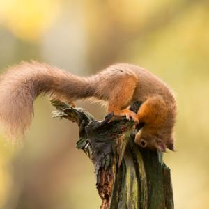 Red Squirrel DM2131