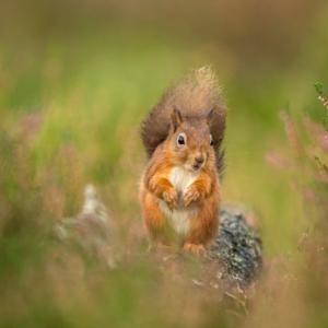 Red Squirrel  DM2138