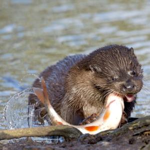 River Otter  DM1534