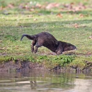 River Otter  DM1536