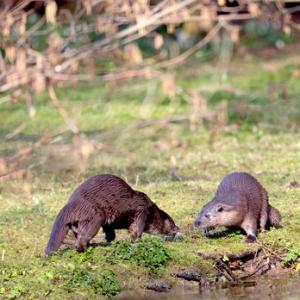 River Otter  DM1537