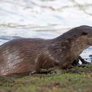 River Otter DM1518