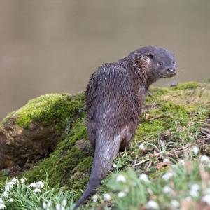 River Otter DM1520