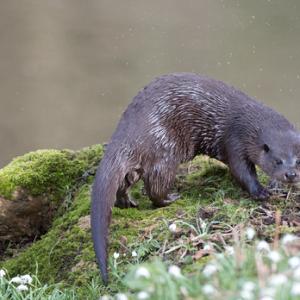 River Otter DM1521