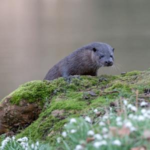 River Otter DM1523