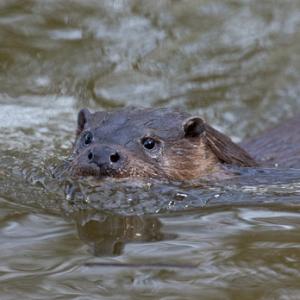 River Otter DM1524