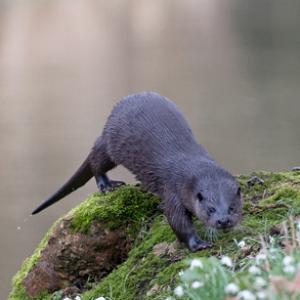 River Otter DM1525