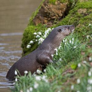 River Otter DM1526