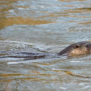 River Otter DM1527
