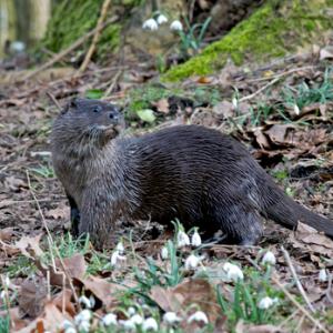River Otter DM1528