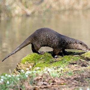 River Otter DM1529