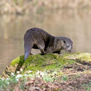 River Otter DM1531