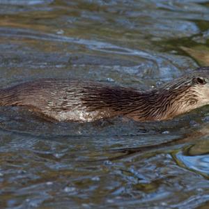 River Otter DM1532
