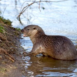 River Otter DM1533