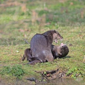 River Otter DM1535